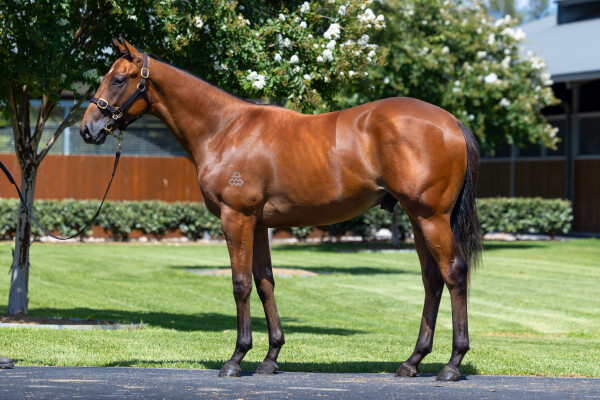 Lot 644: Hitotsu / Aspen Summit