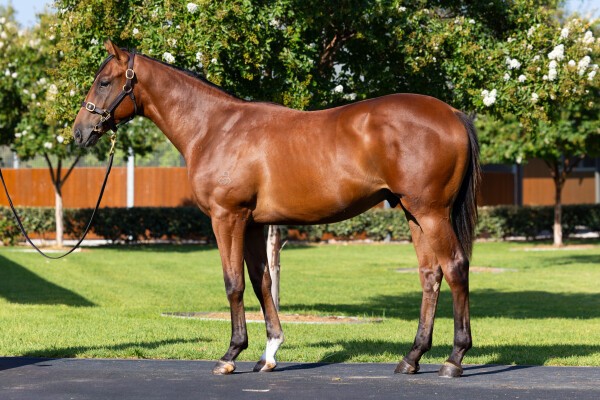 Lot 649: Snitzel / Azila (FR)