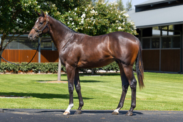Lot 672: Dundeel (NZ) / Black Lace (NZ)