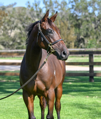 Lot 40: Too Darn Hot (GB) / Global Thinking