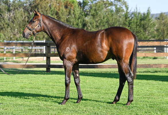 Lot 142: Lucky Vega (IRE) / Little Lotte