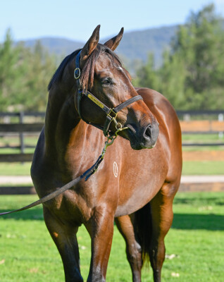 Lot 142: Lucky Vega (IRE) / Little Lotte