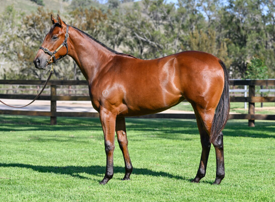 Lot 173: Tagaloa / Maui Girl