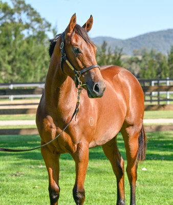 Lot 173: Tagaloa / Maui Girl