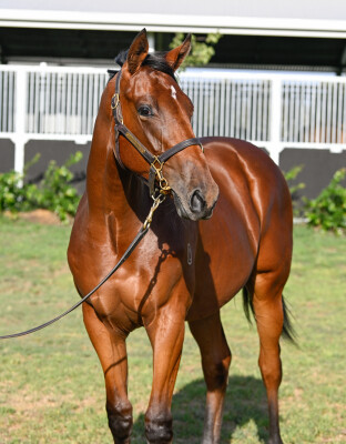 Lot 205: Lucky Vega (IRE) / Mission to Dance