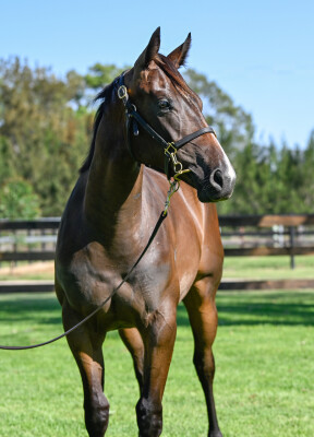 Lot 212: Stay Inside / Monte Invincible