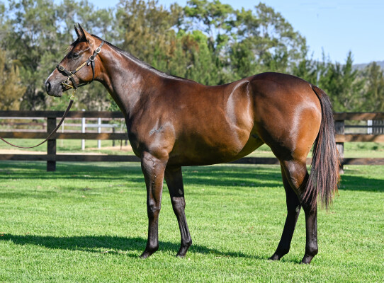 Lot 212: Stay Inside / Monte Invincible