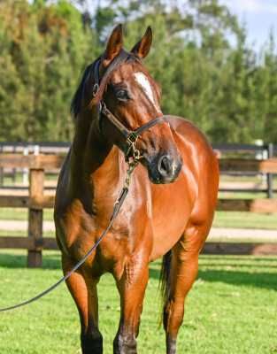 Lot 259: Grunt (NZ) / Obey (GB)