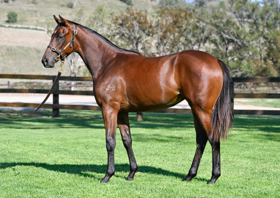 Lot 358: Capitalist / Rockolicious