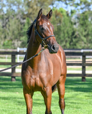 Lot 358: Capitalist / Rockolicious