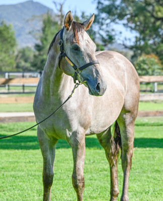 Lot 381: Profiteer / Saluting