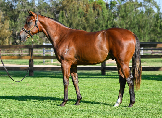 Lot 444: Stay Inside / Snitzyka