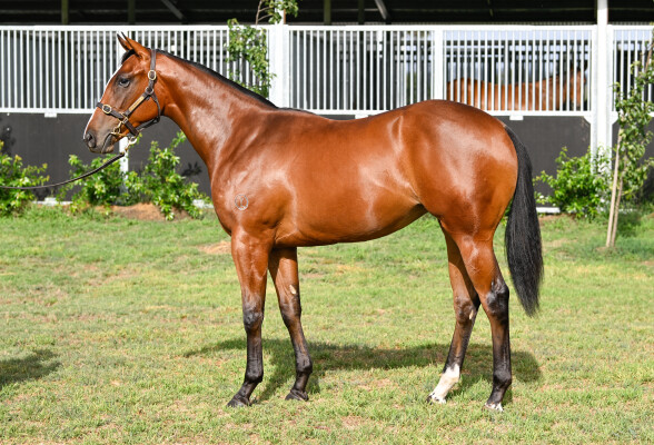 Lot 479: Diatonic (JPN) / Superbellaa