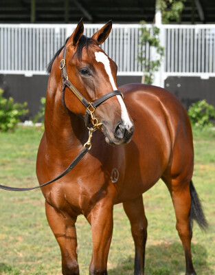 Lot 479: Diatonic (JPN) / Superbellaa