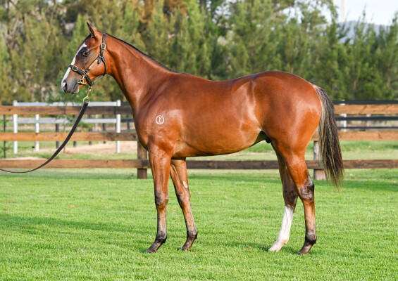 Lot 561: Diatonic (JPN) / Villa San Michele