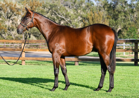 Lot 631: Diatonic (JPN) / April Rules