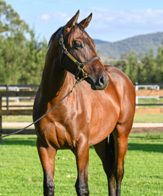 Lot 631: Diatonic (JPN) / April Rules