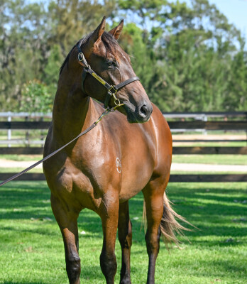 Lot 664: Hitotsu / Bel's in Charge