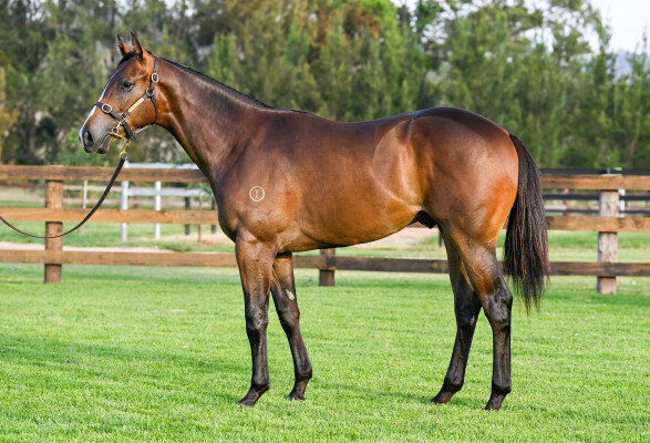 Lot 670: Diatonic (JPN) / Big Boy's Girl