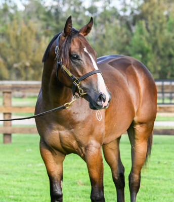 Lot 670: Diatonic (JPN) / Big Boy's Girl