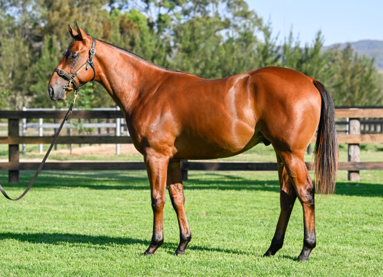 Lot 674: Farnan / Blonde Venture