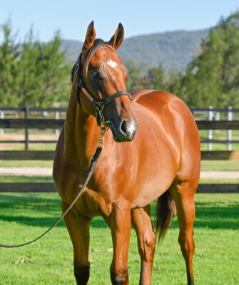 Lot 674: Farnan / Blonde Venture