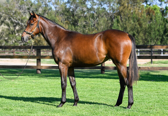 Lot 681: St Mark's Basilica (FR) / Brave Lass (USA)