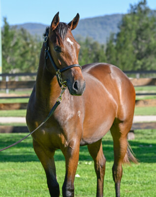 Lot 681: St Mark's Basilica (FR) / Brave Lass (USA)