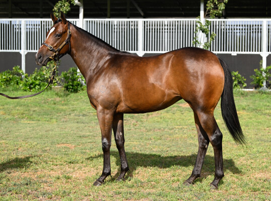Lot 694: Lucky Vega (IRE) / California Salto