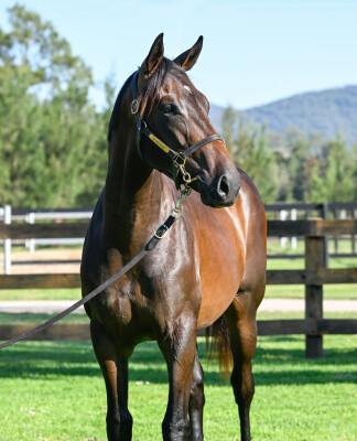 Lot 697: In the Congo / Capital Commander