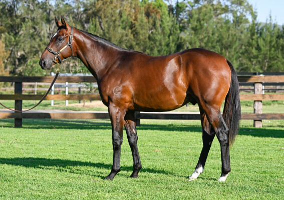 Lot 748: Tiger of Malay / Deep Heart