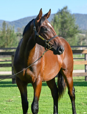 Lot 748: Tiger of Malay / Deep Heart