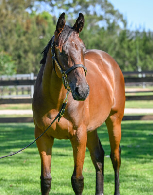 Lot 767: Spirit of Boom / Dora's Ready