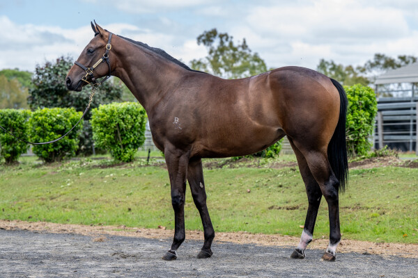 Lot 8: Yes Yes Yes / Fidelia