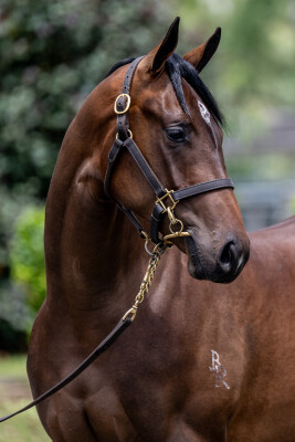 Lot 8: Yes Yes Yes / Fidelia