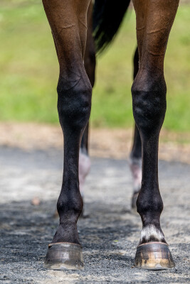 Lot 8: Yes Yes Yes / Fidelia