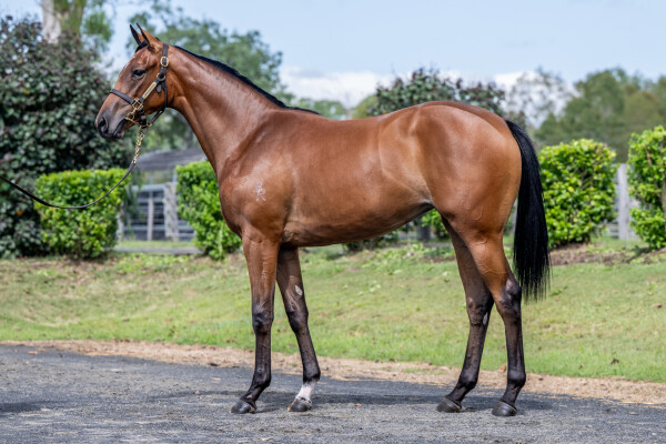 Lot 325: Dundeel (NZ) / Queens Ballet (GB)