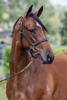 Lot 325: Dundeel (NZ) / Queens Ballet (GB)