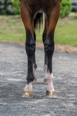 Lot 332: Alabama Express / Rare Ransom (GB)