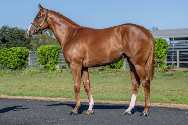 Lot 689: In the Congo / Butterboom