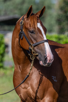 Lot 689: In the Congo / Butterboom