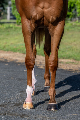 Lot 689: In the Congo / Butterboom