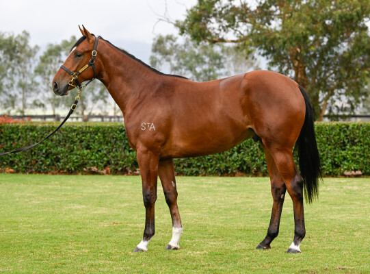 Lot 37: Starspangledbanner / Glitter Strip