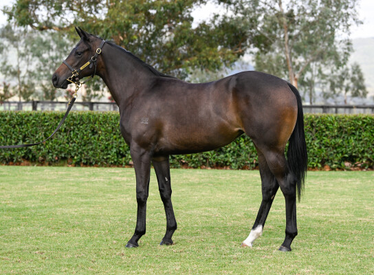 Lot 38: Castelvecchio / Global Balance