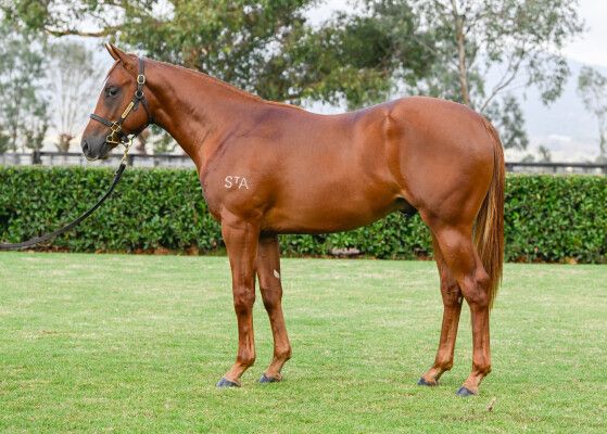 Lot 76: Stay Inside / I'llhandalthecash (USA)