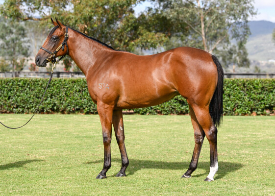 Lot 128: Profiteer / Lang Syne