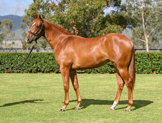 Lot 136: Farnan / Liberata