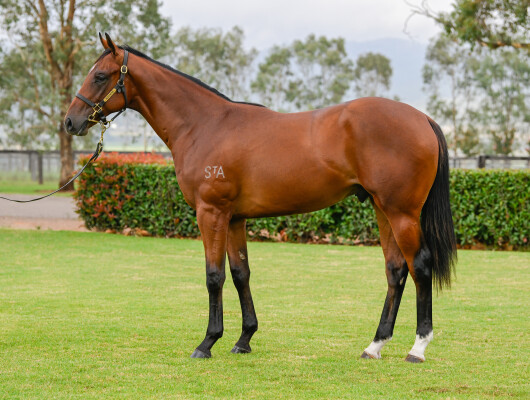 Lot 217: Profiteer / More Sassy