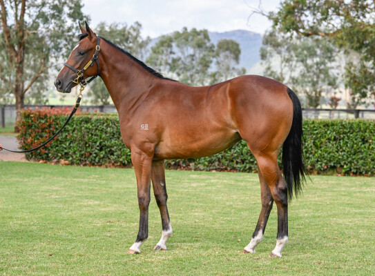 Lot 252: Dundeel (NZ) / No Crying