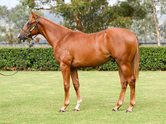 Lot 263: Tiger of Malay / Ohana First